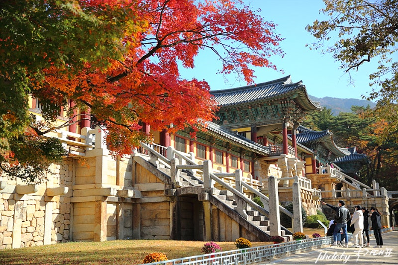 경주 단풍