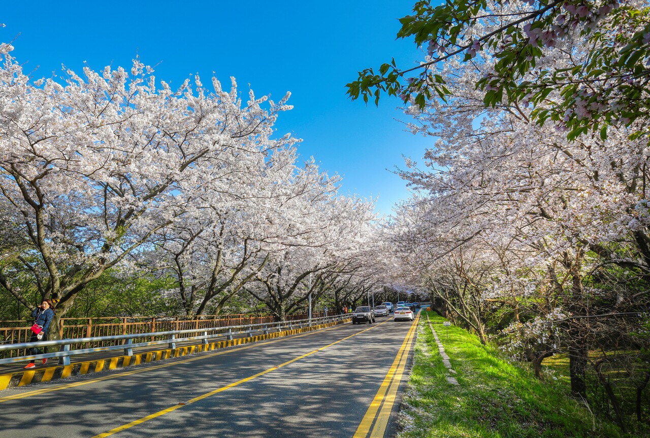 부산 벚꽃